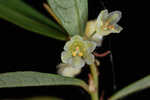 Florida leaf-flower